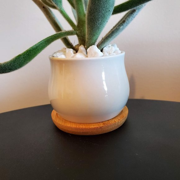 Panda Plant Fuzzy Succulent in White Ceramic Pot, Kalanchoe Tomentosa, Planter - Picture 3 of 6